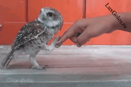 Сова отжигает