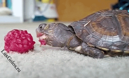 Черепашка сладкоежка