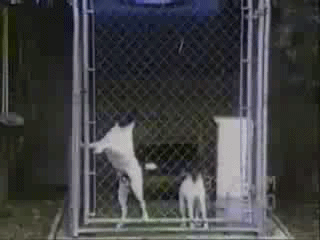 Ха-Ха,а ты поймай меня