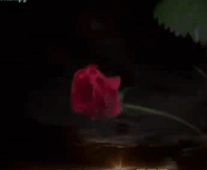 Зрелище созданное природой