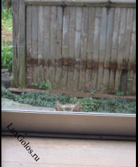 Эти забавные кошки