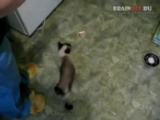 Забавный Спайдер-кот