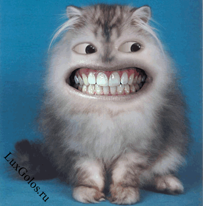 Прикольный и смешной кот