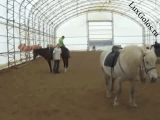 Мощный удар от лошади