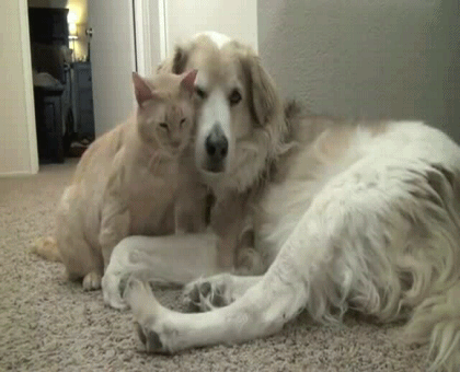 Вот это настоящая дружба