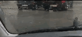 Прикол! Воробей катается на дворниках