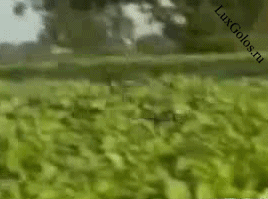 Вот так надо прыгать и радоваться жизни.