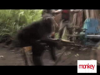 ХА-ХА-ХА ! Ну настоящий африканский террорист 