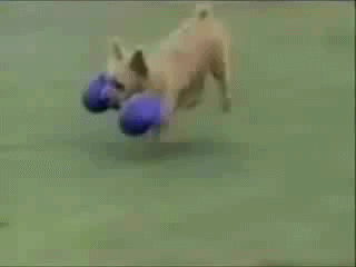 Собачка чемпионка 