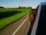 Прикол!!!!Собака едет  с ветерком 